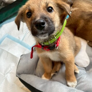 雑種の男の子　おこげくん