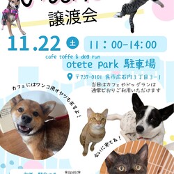 いぬねこ譲渡会