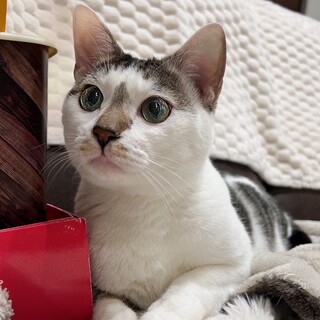 ひざの上が大好きな甘えん坊