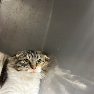 ビビリなこはくちゃん（11/24譲渡会）