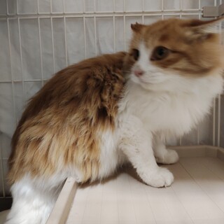 長毛茶白の良夫君