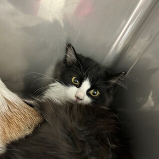 ハチワレ長毛フィガロちゃん（11/24譲渡会）