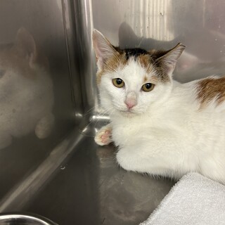 おっとり大人しいマリーちゃん（11/24譲渡会）