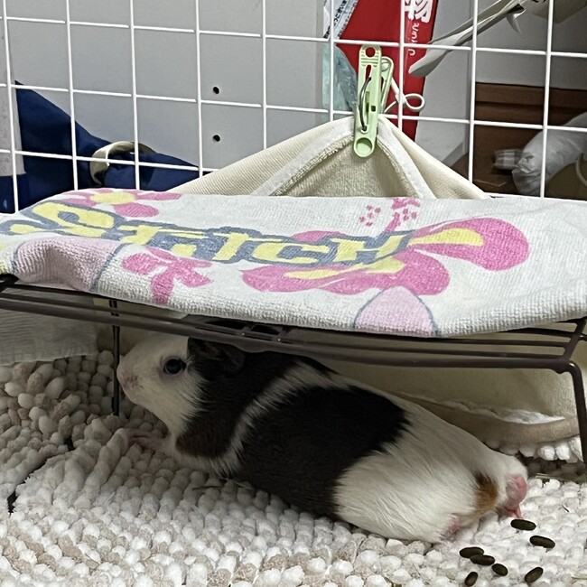 ちゃんココママのカバー写真