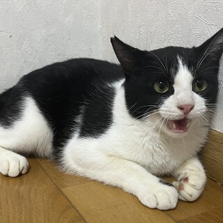 誰でも抱っこ可能なミルクの香り残る赤ちゃん