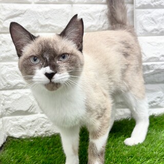 【11/23東日本橋】オレが一番！♡ファービーくん