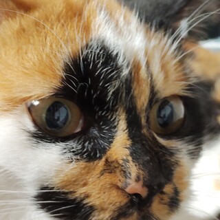 特徴のある三毛光子ちゃん