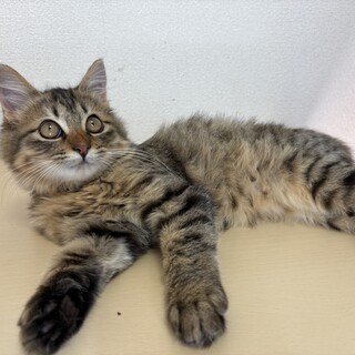 ふわふわ♡長毛キジトラ猫　ユウ君