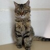 トライアル決定！ふわふわ♡長毛キジトラ猫　ユウ君 サムネイル2