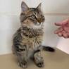 トライアル決定！ふわふわ♡長毛キジトラ猫　ユウ君 サムネイル3