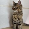 トライアル決定！ふわふわ♡長毛キジトラ猫　ユウ君 サムネイル4