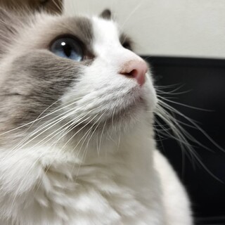 ラグドールの男の子