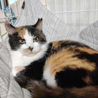 可愛い三毛の睦子ちゃん