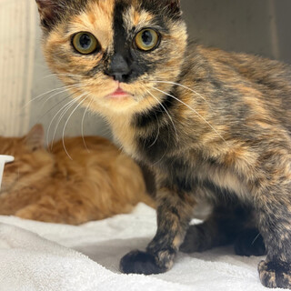 なでなで好きサビ柄てんてん