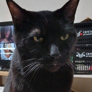 クロネコさん7歳オス