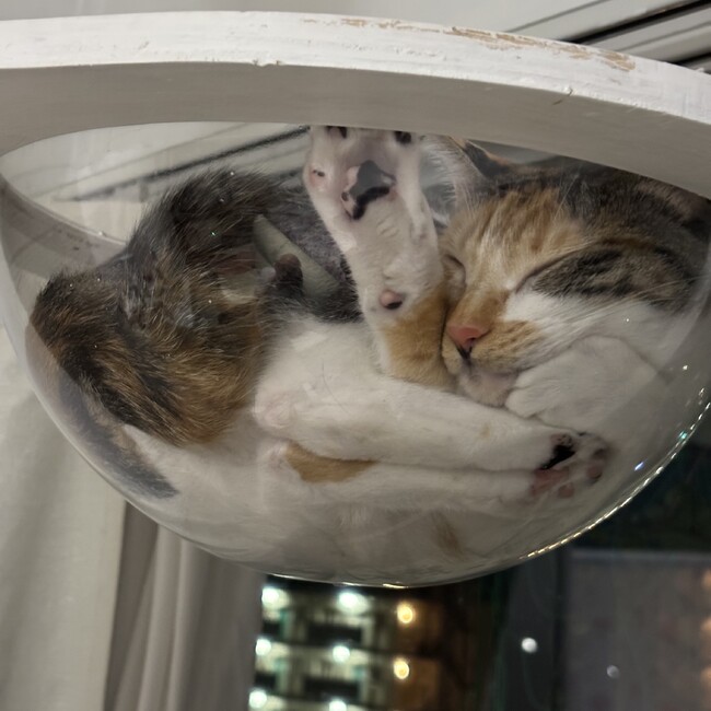 ネコのおかーさんのカバー写真