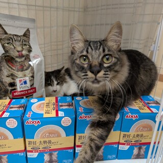 人が大好き、穏やかで可愛らしい男の子