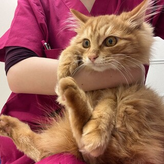 甘えん坊長毛茶とらパスタ