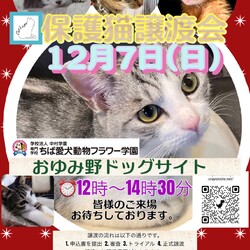 保護猫譲渡会Cat'seye サムネイル1