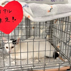 保護猫譲渡会Cat'seye サムネイル2