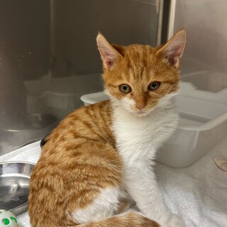 おっとりなでなで好きぽぽ（11/24譲渡会）