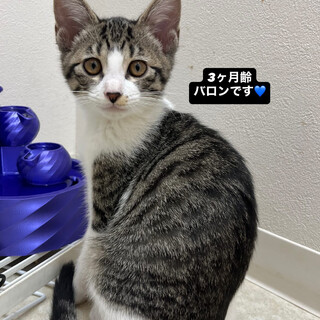 人懐っこいイケメンバロン（11/24譲渡会）