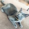 ロシアンブルー（風）の男の子（里親様決定しました） サムネイル2