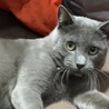 ロシアンブルー（風）の男の子（里親様決定しました） サムネイル7