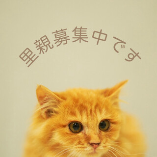 長毛・茶トラ可愛いです男の子♡