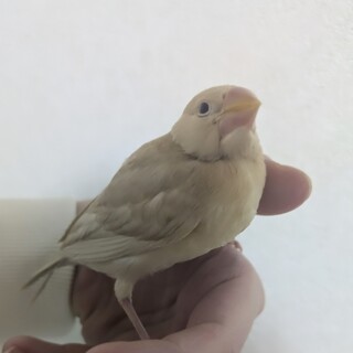 手乗りクリーム文鳥10月生まれ