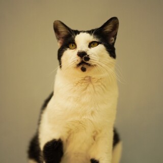 エイズ陽性　白血病陰性