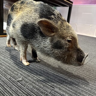 マイクロブタ男の子