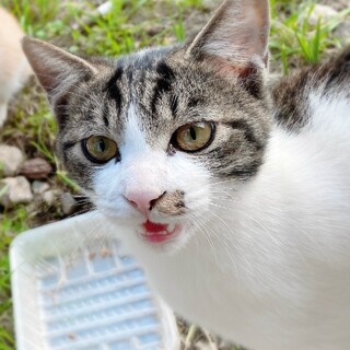 兄弟譲渡希望/千葉県/甘えん坊でお利口さん♡