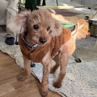 【人が大好きな寂しがり屋】モコちゃん