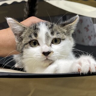 薄いグリーンの瞳が魅力的なカレンちゃん☆