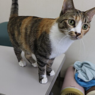 人が大好きな美人さんきくちゃん