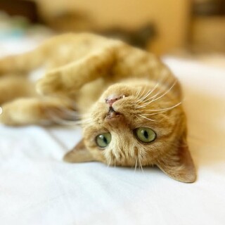 大人しい性格だけど甘えんぼのこぎくちゃん