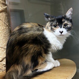 お鼻がハート♡カリンちゃん♡