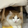 うちの子です