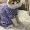 ノルウェージャンの女の子です