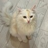 サイベリアンの男の子です