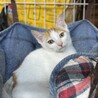 茶白の男の子♪天空くん！ サムネイル4