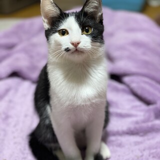 アシンメトリーなハチワレさんぼっちくん☆