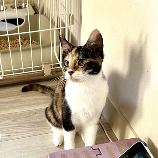 11/19目黒譲渡会ふわふわのナデ心地☆ミヤコ