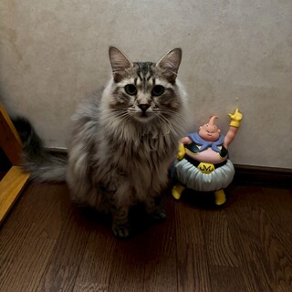 人にも猫にも懐っこい性格のいい子カイオン