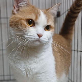 甘えん坊のマンチカン長足の女の子