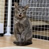 珍しいグレーサビ！高貴な美猫『姫』４カ月 サムネイル2