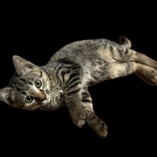 キジ柄 女の子 子猫 里親様募集中