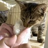 甘え上手のイケメンキジトラ『若』４カ月 サムネイル4