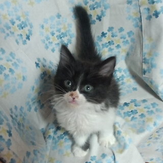 長毛おっとり系男子『ワッキー』